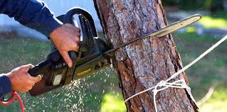 Best Tree Trimming and Pruning  in Eastern Goleta Valley, CA