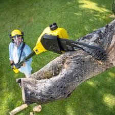Best Root Management and Removal  in Eastern Goleta Valley, CA