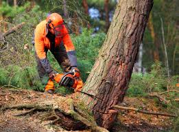  Eastern Goleta Valley, CA Tree Care Pros