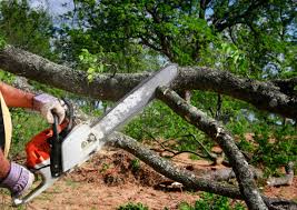 Best Hedge Trimming  in Eastern Goleta Valley, CA