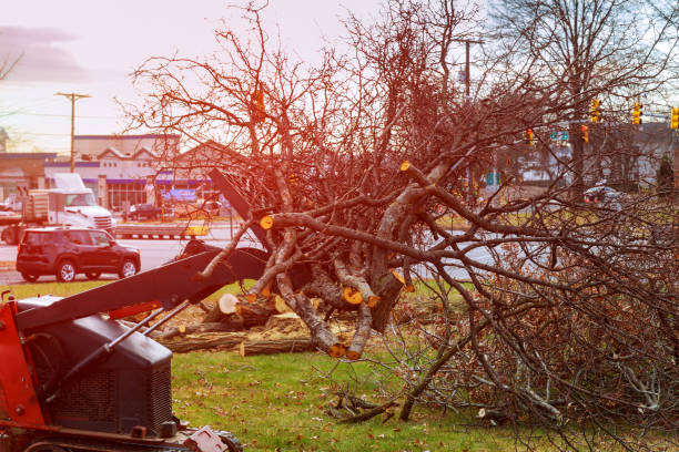 Best Tree Cabling and Bracing  in Eastern Goleta Valley, CA