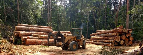 Eastern Goleta Valley, CA Tree Care Company