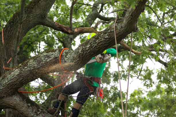 Best Firewood Processing and Delivery  in Eastern Goleta Valley, CA