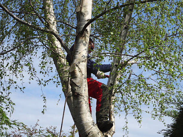 How Our Tree Care Process Works  in  Eastern Goleta Valley, CA
