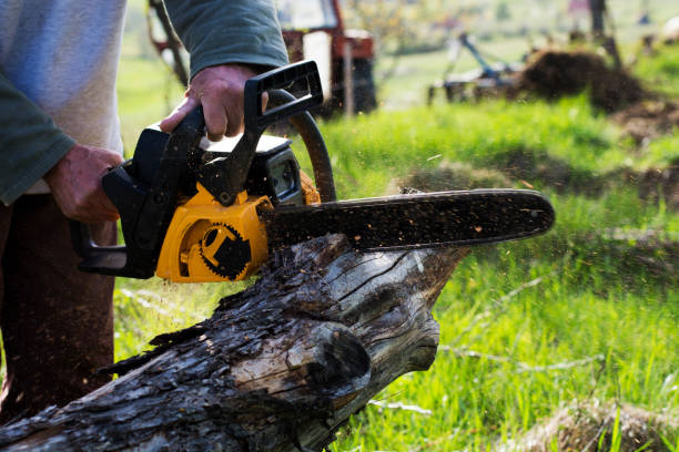 Best Fruit Tree Pruning  in Eastern Goleta Valley, CA