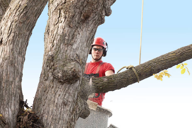 Best Tree Trimming and Pruning  in Eastern Goleta Valley, CA